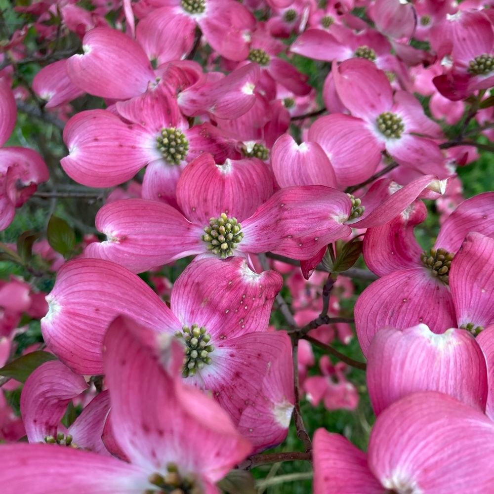 Meet your Posher, Raychel